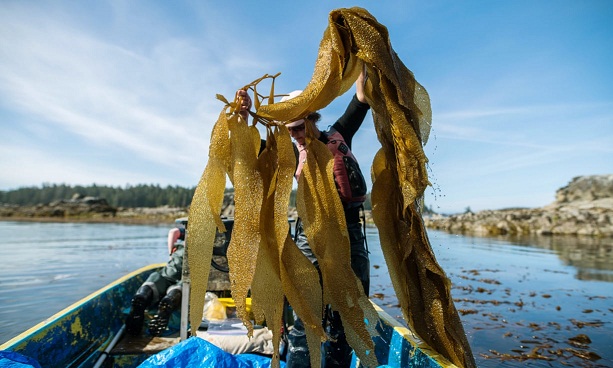 Meet the 'star ingredient' changing fortunes in Alaska's waters: seaweed