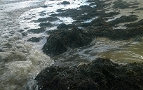 Explaining the phenomenon of massive seaweed washed ashore dead sea Quang Binh