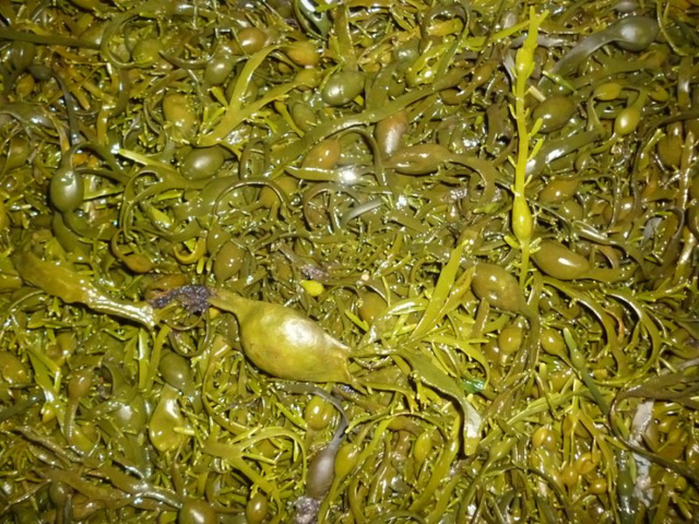 Seaweed can replace table salt