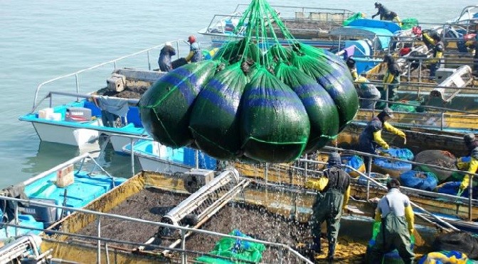 SEAWEED IS BECOMING AS POPULAR AS GOLD