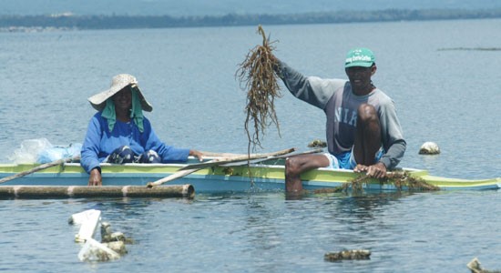 More aid for seaweed pushed