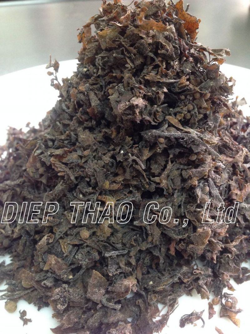 Sargassum seaweed-  8mm size