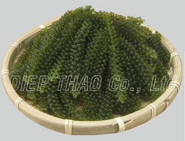 Fresh Seagrape/Green Caviar