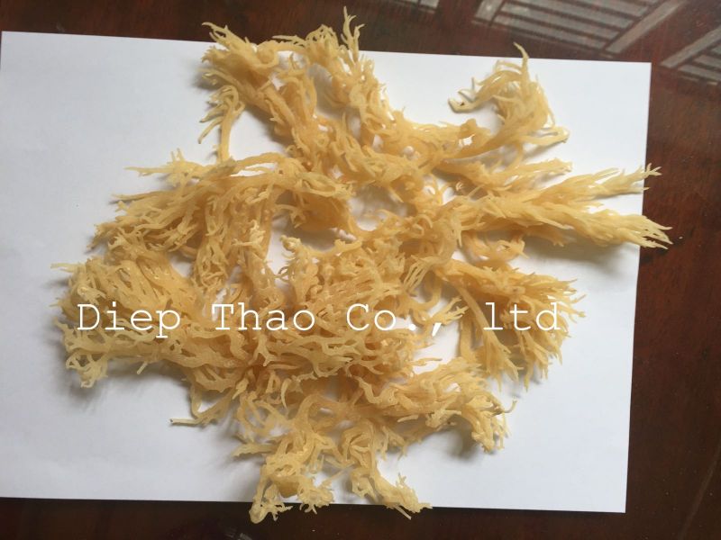 cottonii seaweed for food