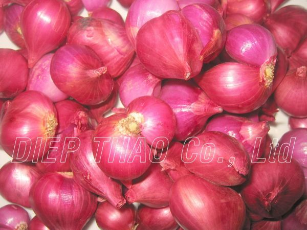 Shallot
